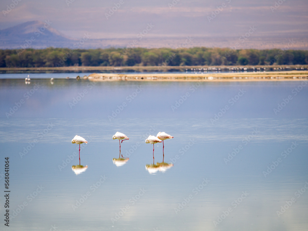 Pink Flamingos in Amboseli National Park, Kenya, Africa, October 2022