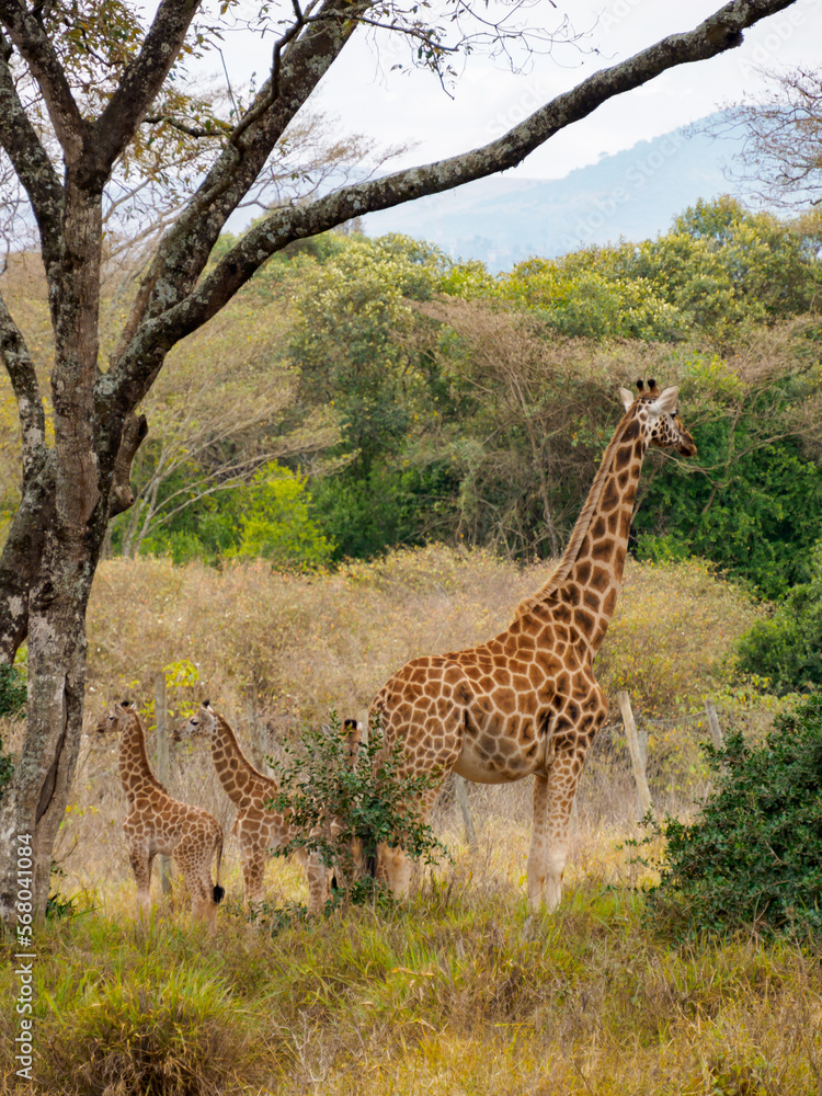 Fototapeta premium Africa