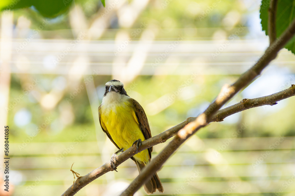 Fototapeta premium Um pássaro em um galho do pé de amora com o fundo desfocado. Pitangus sulphuratus