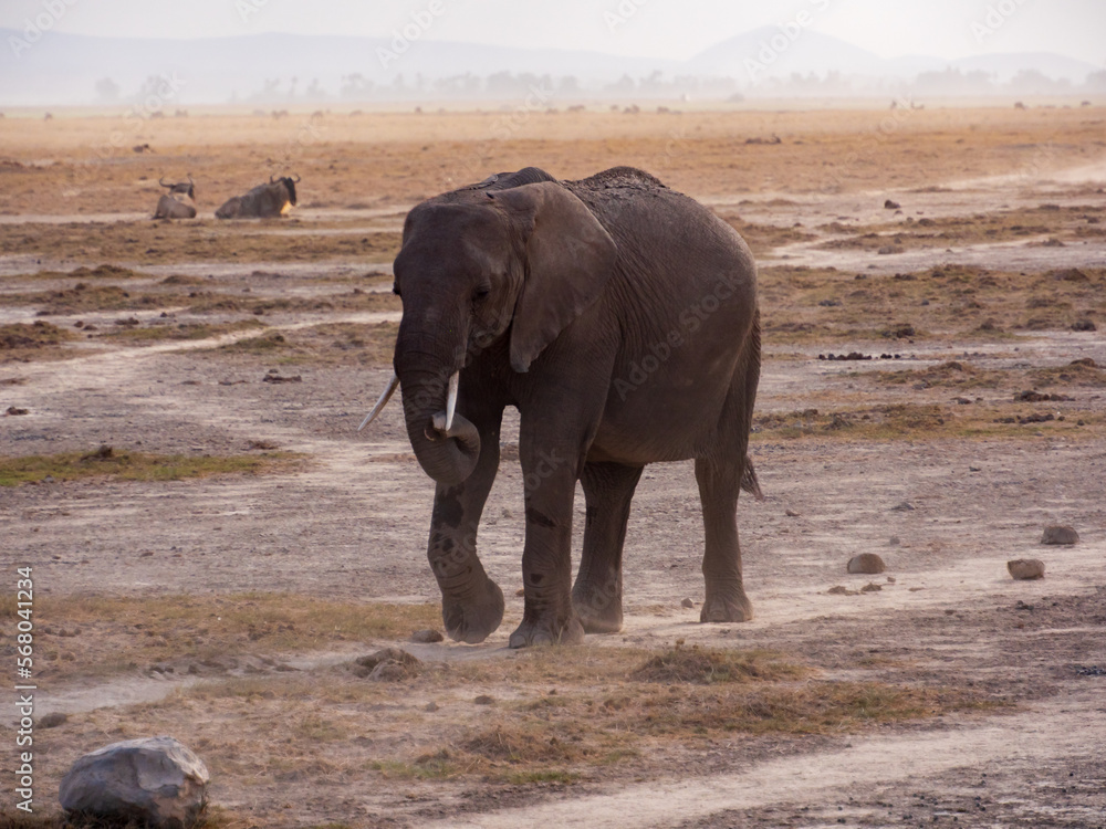 Obraz premium Africa, Kenia