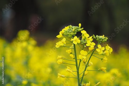 菜の花