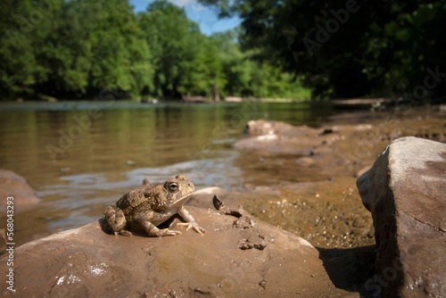 Wide angle macro portrait of a Fowler's toad by a river 