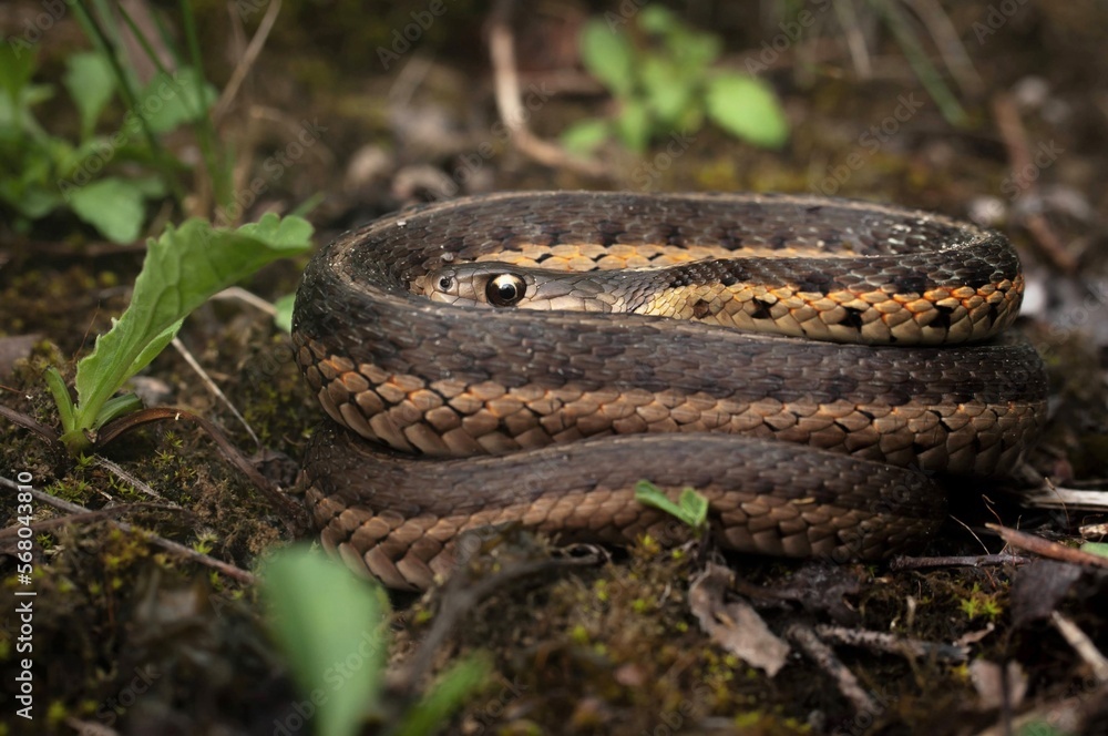 Coiled up Eastern Garter snake macro portrait Coiled up Eastern Garter snake macro portrait