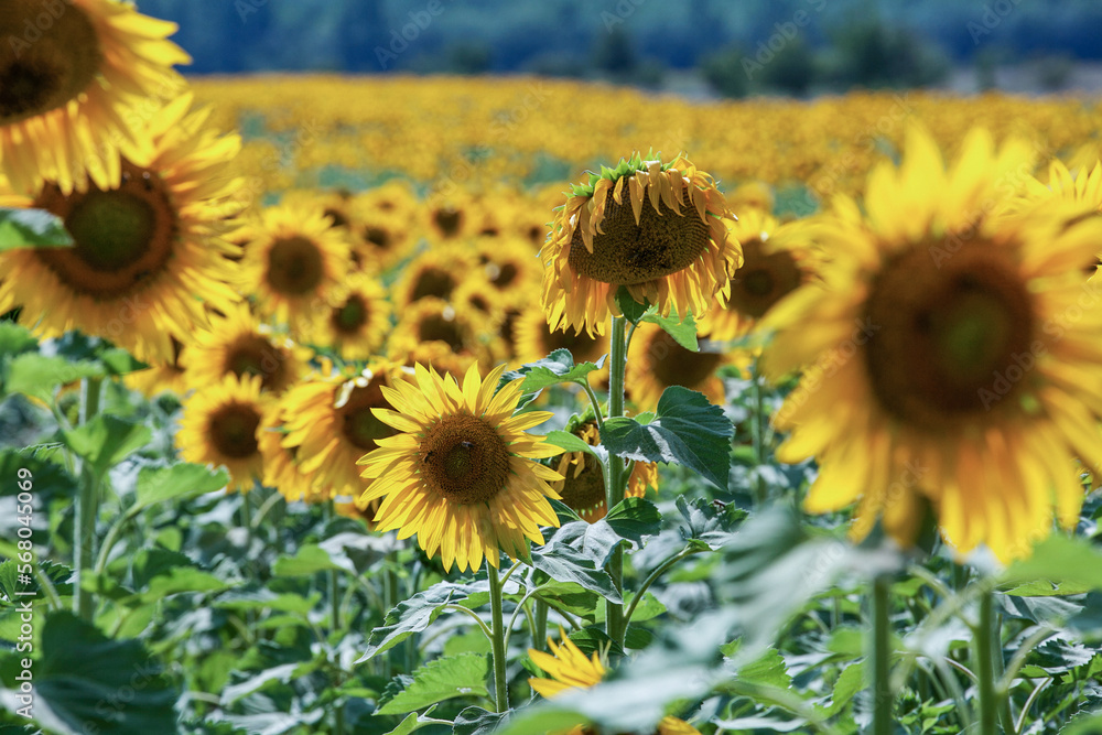 Fototapeta premium Beautifully blooming sunflower in the middle of summer, ready to be picked.