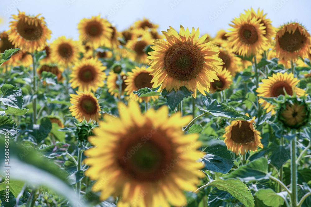 Beautifully blooming sunflower in the middle of summer, ready to be picked. Beautifully blooming sunflower in the middle of summer, ready to be picked.