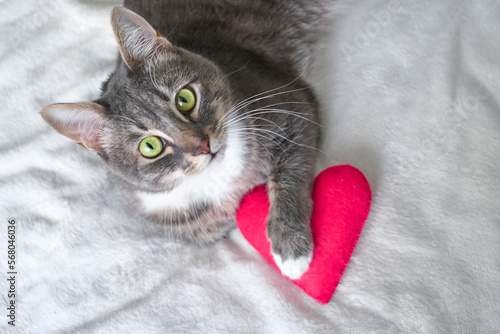a grey cat lies with a pink heart on a white blanket. valentine's day