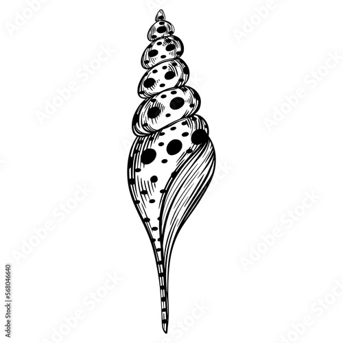 Marine spiral seashell or oceanshell with dots for design of invitation, fabric, textile, etc.
