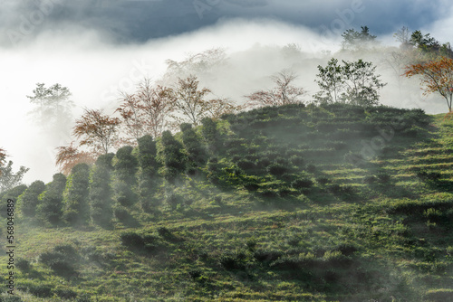 Cherry blossom in tea hill in Sapa, Vietnam in cloudy morning in spring