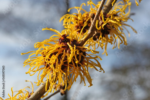 Witch hazel 'Barmstedt Gold' in flower. photo