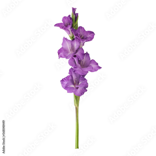 Purple gladiolus flower stem isolated on transparent background	