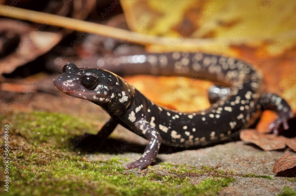 Macro portrait of a Slimy salamander Macro portrait of a Slimy salamander