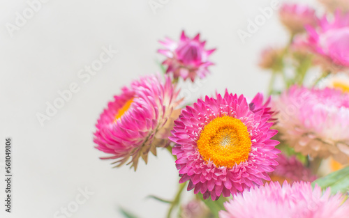Vibrant pink Straw Flowers  Macro close up photography  soft background for copy. Wallpaper  banner   social media image