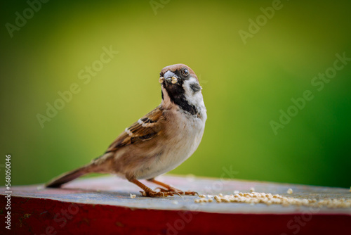 sparrow on a fence 