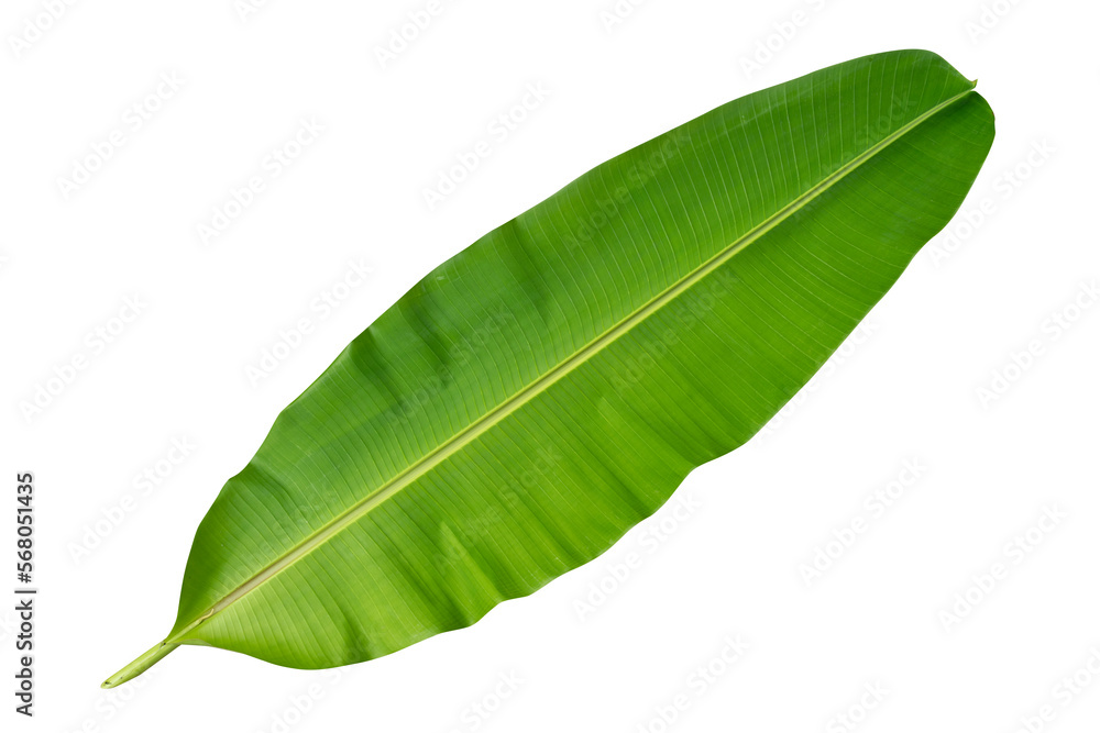 Obraz premium fresh banana leaf isolated on white background with clipping path.