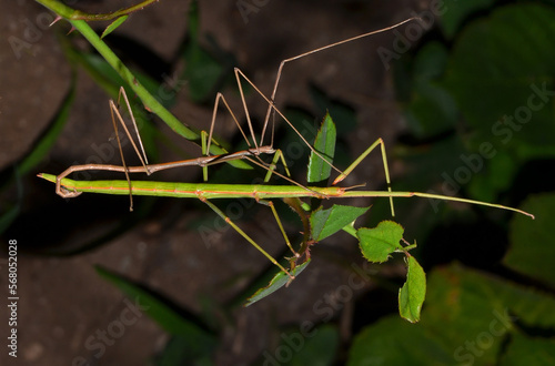 Stick insects couple