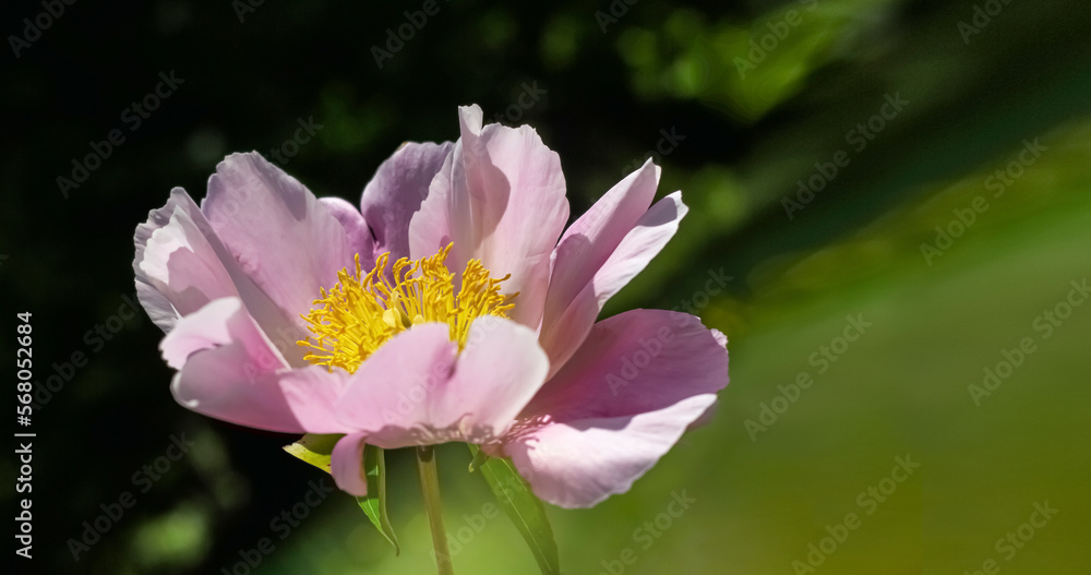 beautiful peony on a green background of bushes beautiful peony on a green background of bushes