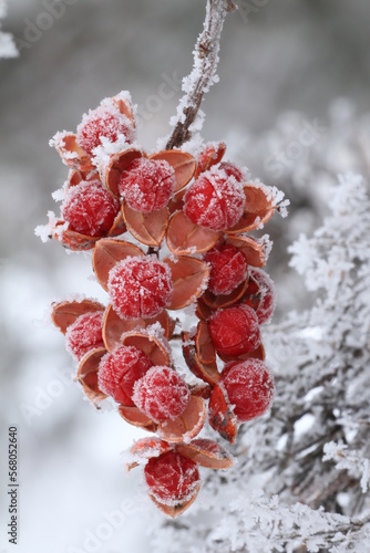 bittersweet berries in snow and frost