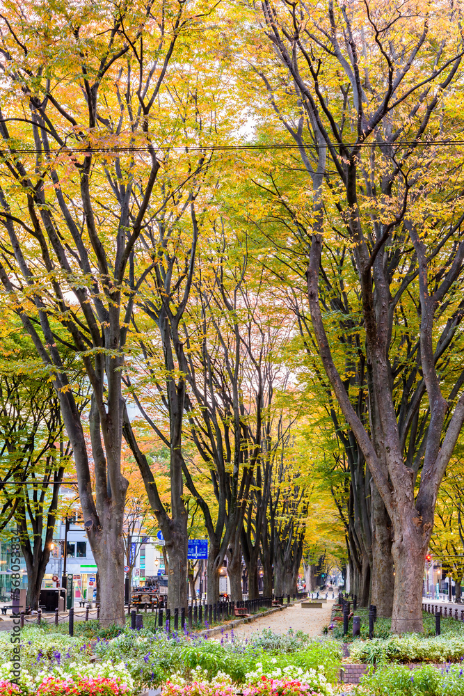 Fototapeta premium 定禅寺通り 秋 