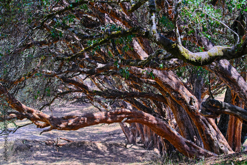 Paper tree (Polylepis incana), beautiful detail of native forest in the Peruvian Andes, shows curious details of its way of growing. photo