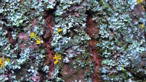 Lichens overgrown tree trunk, symbiosis of fungus and algae, indicator species, slider shot photo