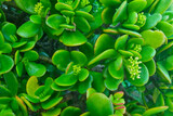 Close-up of green succulents. The background of the colors.