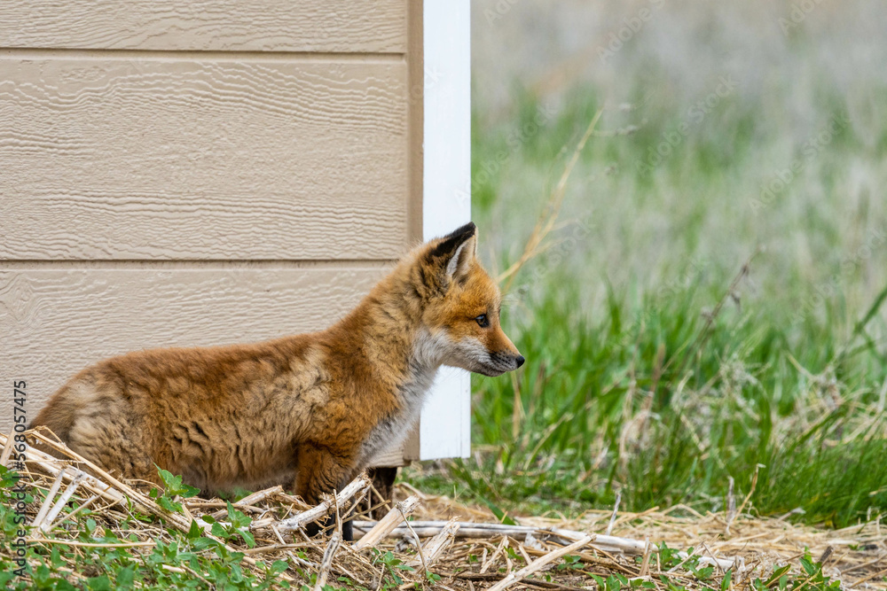 fox kit up close