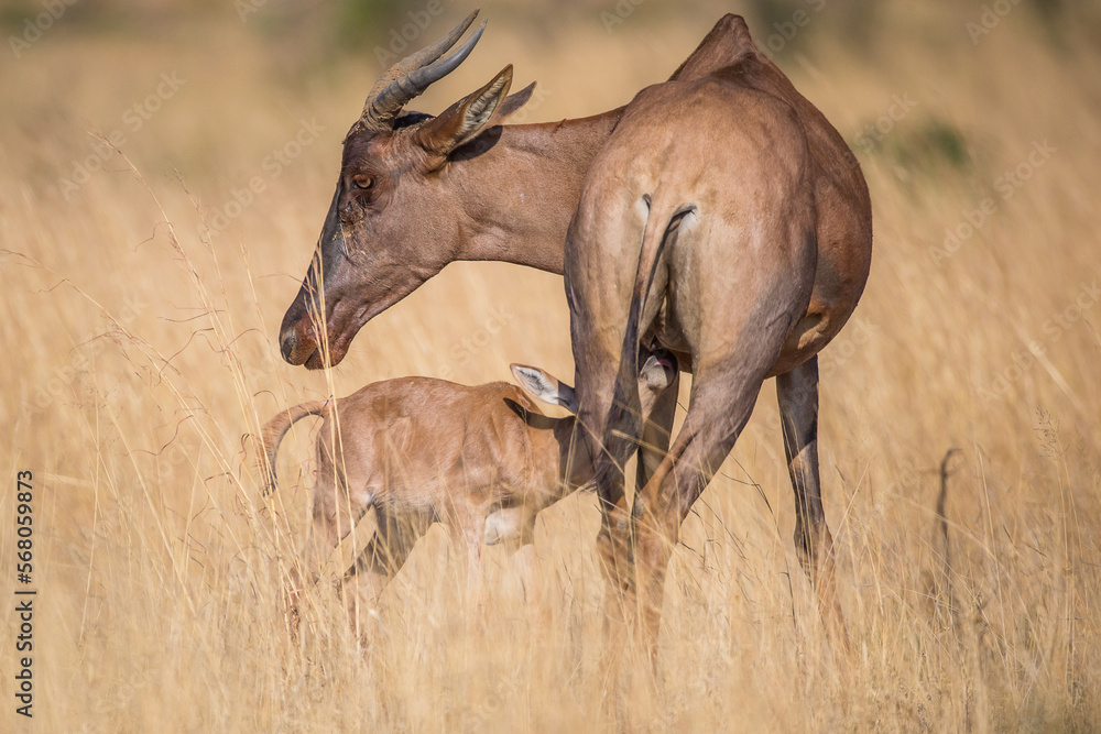 Fototapeta premium Baby hartebeest feeding from mother