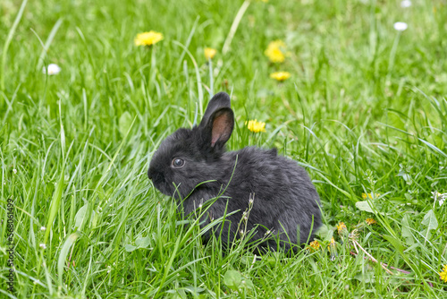 Black rabbit on a spring meadow. 
