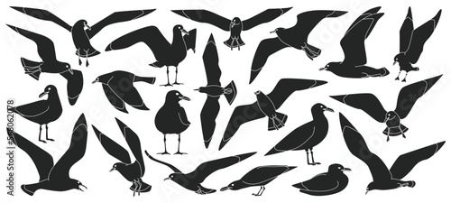 Bird gull vector black set icon. Vector illustration seagull on white background. Isolated black set icon bird gull. photo