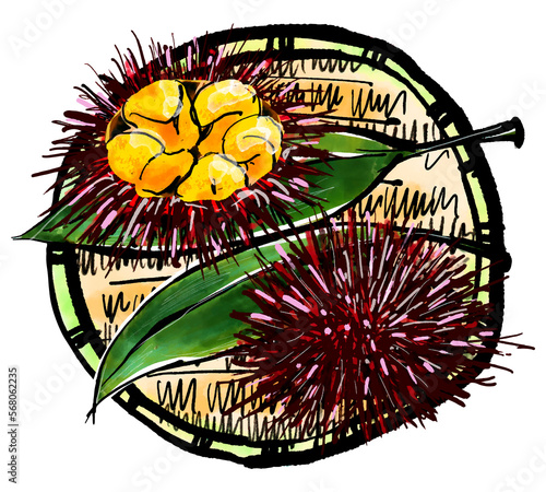 赤ウニ（あかうに）の手書きイラスト（筆書き水彩墨絵風）