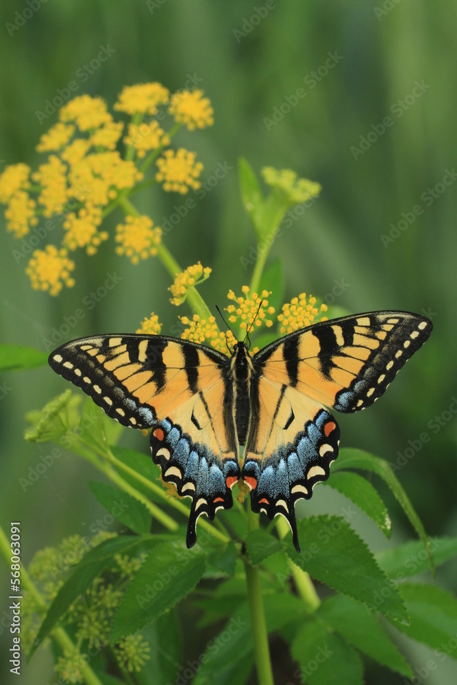 Naklejka premium eastern tiger swallowtail butterfly female (papilio glaucus) on a golden alexenders flower