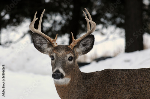Large buck whitetail deer in the forest © Terry