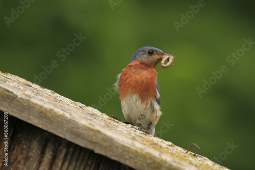 Bluebird with food for babies