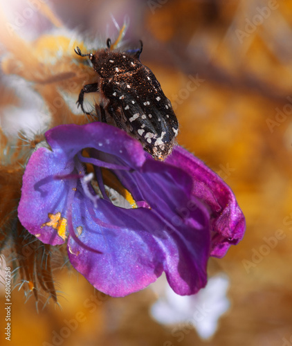 Bug on purple flower