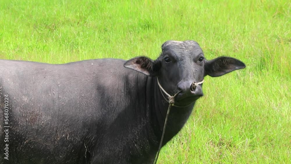 Water buffalo looking at camera tropical nature on field Thailand.