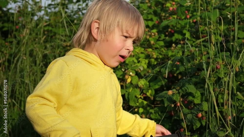 Cute Blond Boy Eating Raspberry in the Forest. Kid Wearing Yellow Hoodie Picking Berries. Young Toddler Country Life. Gathering tiny Berries from Bushes. Summer Children's Lifestyle. Golden Hour Cute Blond Boy Eating Raspberry in the Forest. Kid Wearing Yellow Hoodie Picking Berries. Young Toddler Country Life. Gathering tiny Berries from Bushes. Summer Children's Lifestyle. Golden Hour