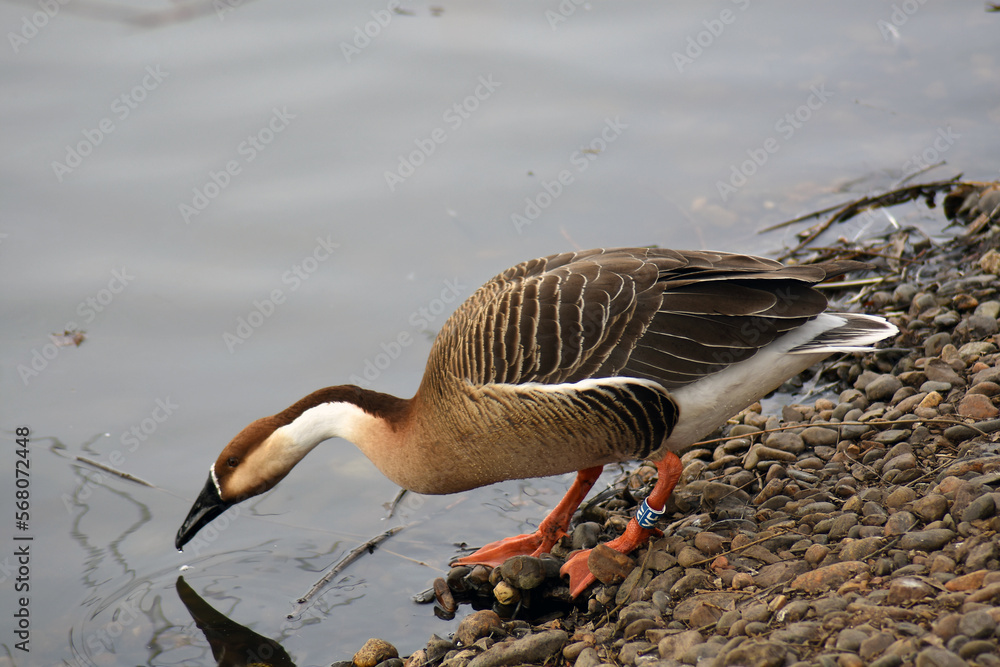 Country goose in the lake