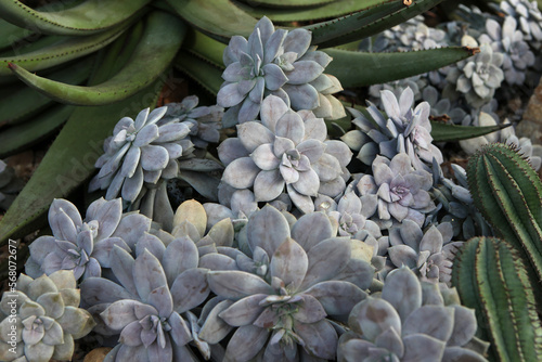 Silver succulent Graptopetalum 'Superbum' cluster.