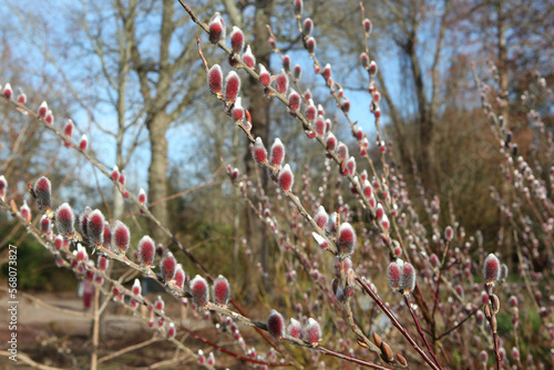 The red catkins of Salix gracilistyla 'Mount AsoÕ. photo