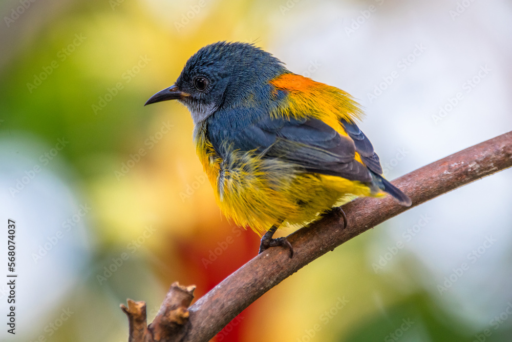 The orange-bellied flowerpecker (Dicaeum trigonostigma) The orange-bellied flowerpecker (Dicaeum trigonostigma)