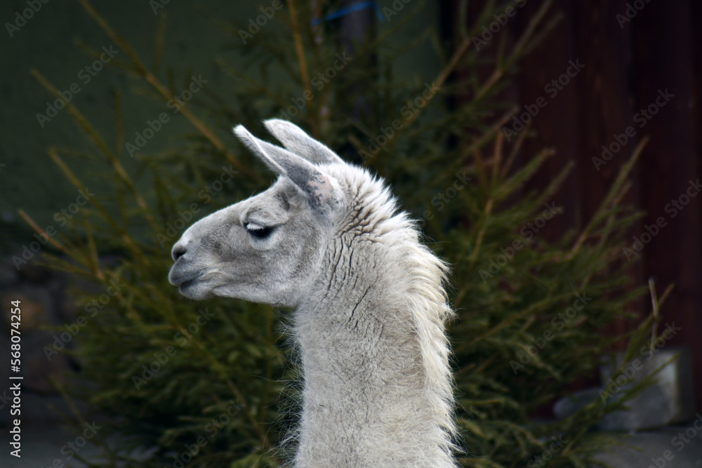 White alpaca in the zoo