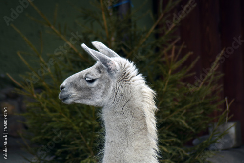 Obraz na płótnie White alpaca in the zoo w salonie