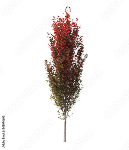 acer x freemanii freeman maple tree Jeffersred isolated on white, isolated 3d render, light for daylight, easy to use photo