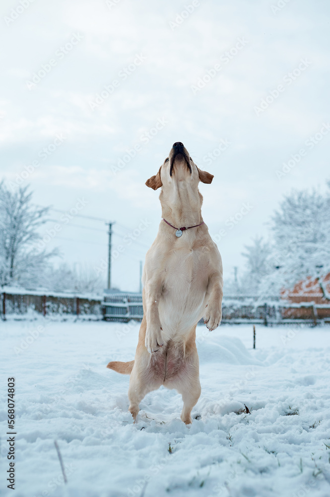 Fawn labrador jumping in the snow