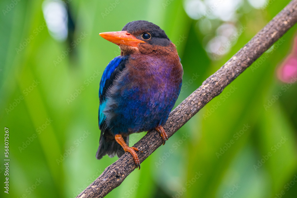 The Javan kingfisher (Halcyon cyanoventris), sometimes called the blue-bellied kingfisher or Java kingfisher The Javan kingfisher (Halcyon cyanoventris), sometimes called the blue-bellied kingfisher or Java kingfisher