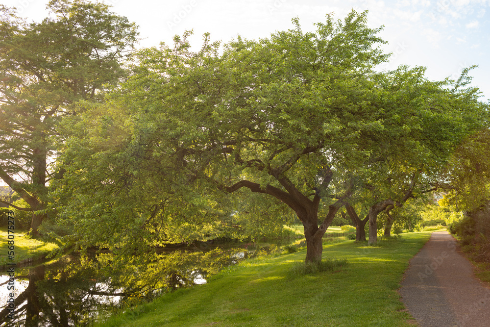 Beautiful trees along the river in the park on a clear day Beautiful trees along the river in the park on a clear day