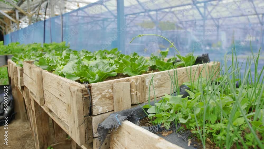 table of vegetables wood in greenhouse video table of vegetables wood in greenhouse video