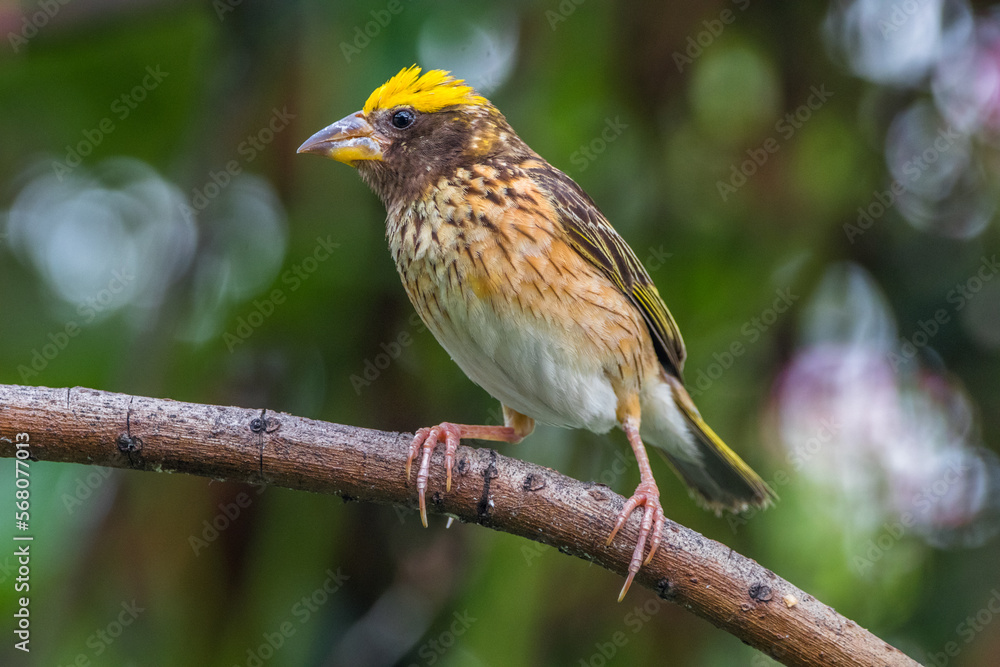 Fototapeta premium The Asian golden weaver (Ploceus hypoxanthus)