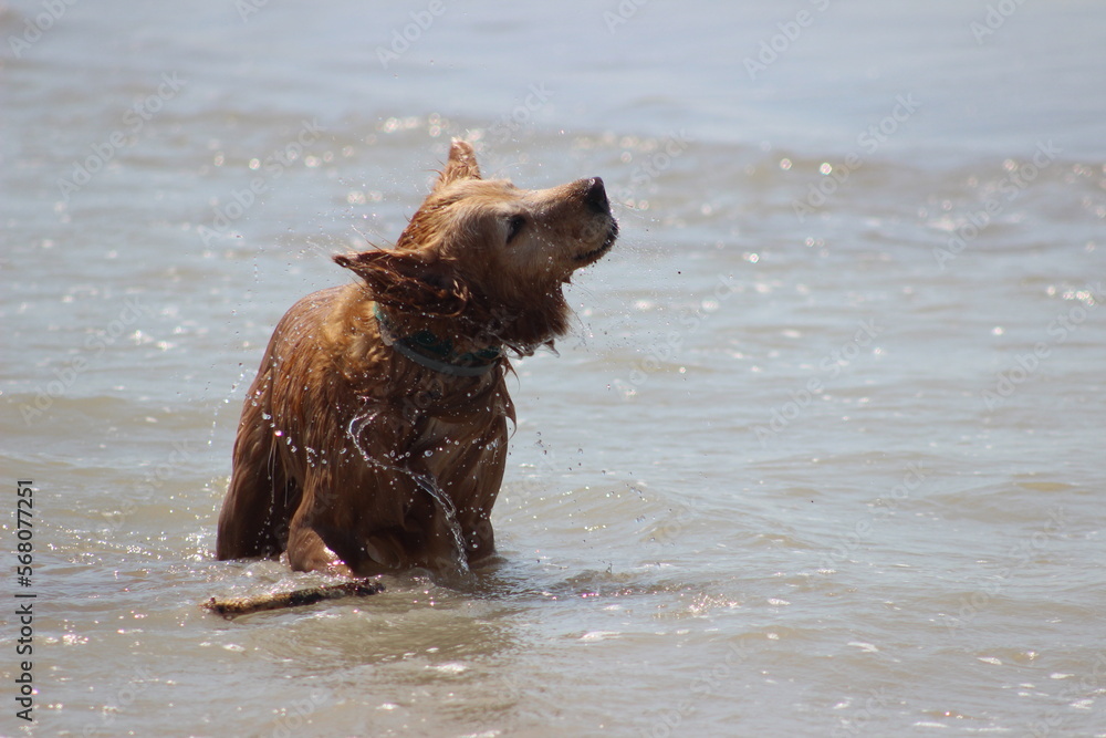 Dogs Dogs