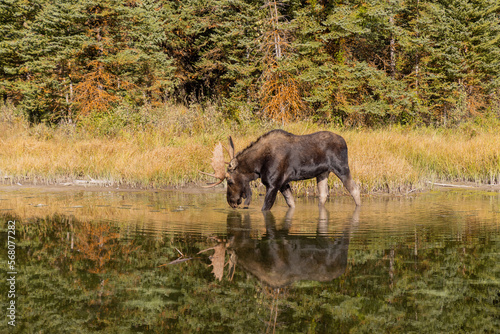 Bull Moose Reflection in Autumn in Wyoming